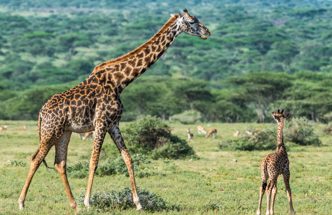 Maasai Cultural Visits